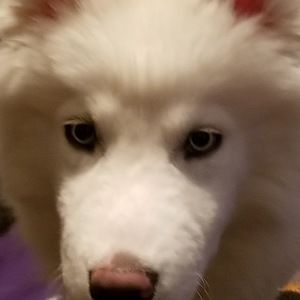 Meet your Posher, Ryder